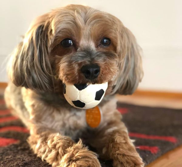 Pelota d egoma perros22