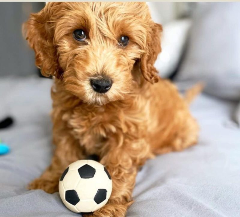 perlotas de goma perros 33