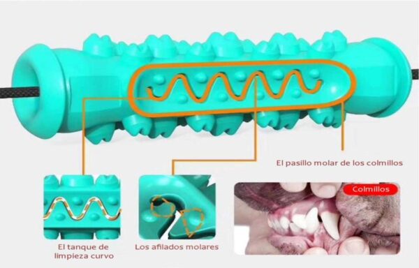 ventosa doble molar 4