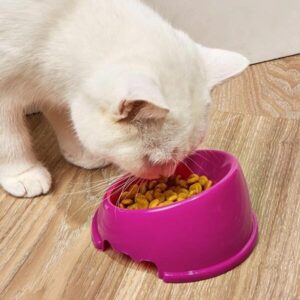 Plato para Perro Fosforescente