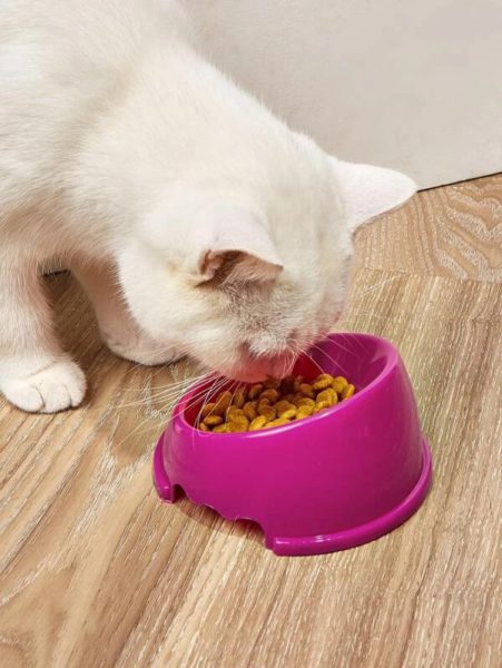 Plato para Perro Fosforescente