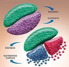 Enzimax Accion 1
