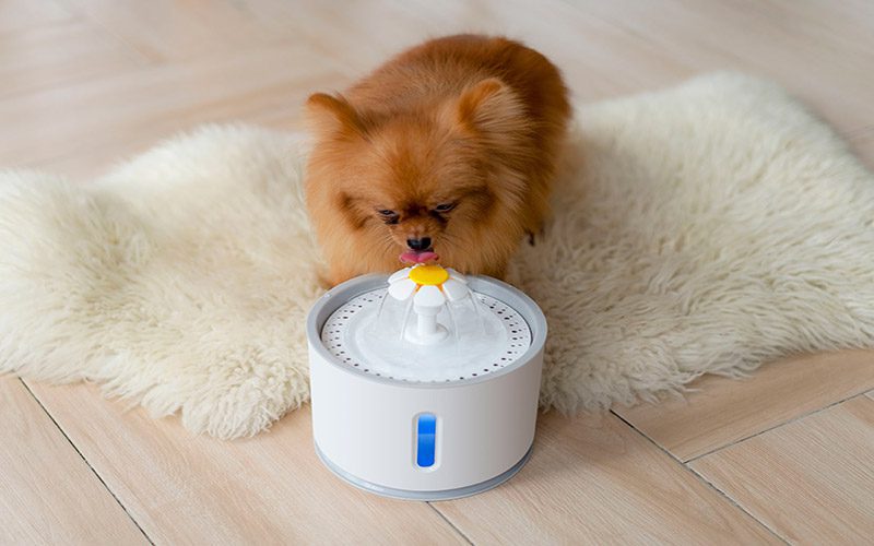 Fuente-agua-animallover-T101.11-2.jpg Fuente agua animallover T101.11 2