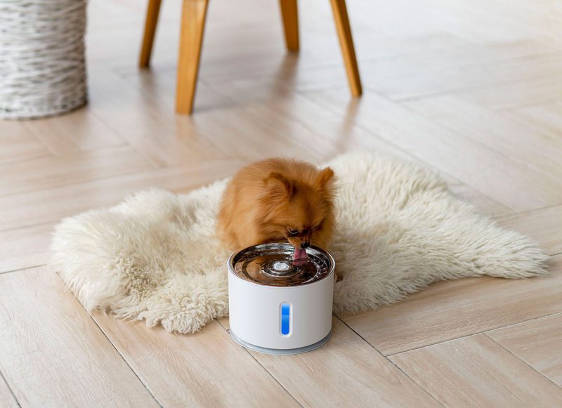 IT102-animallovers-5-1.jpg IT102 animallovers 5 1