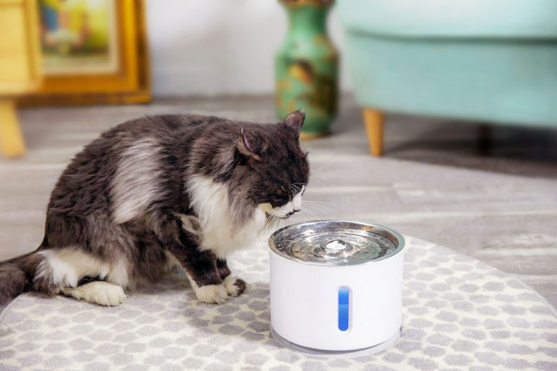 IT102-animallovers-7-1.jpg IT102 animallovers 7 1