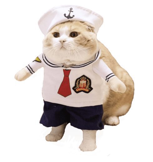 Marinero gato 1