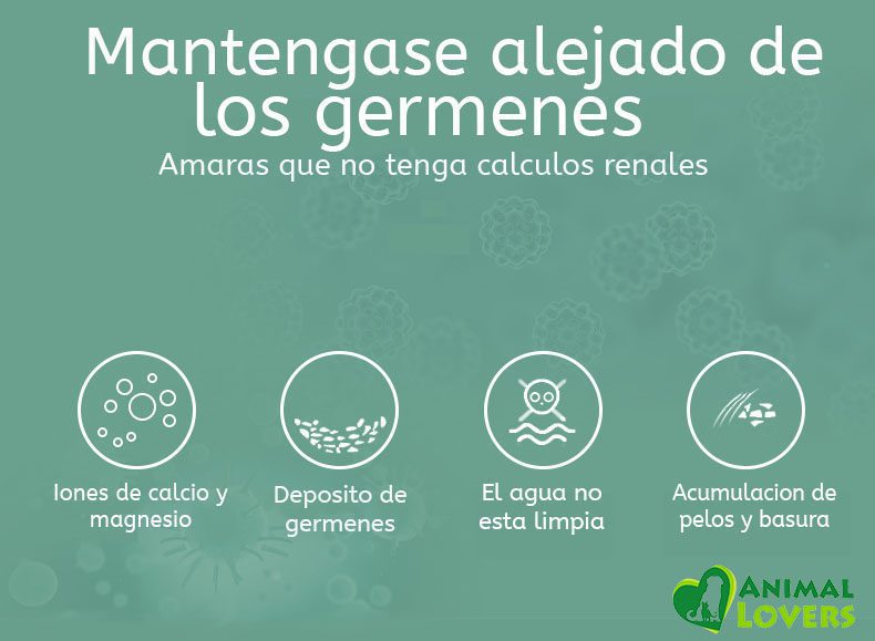 P18-animallover-17-1.jpg P18 animallover 17 1