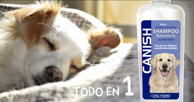 Shampoo-Canish-balsamico-768x404-1-1.jpg Shampoo Canish balsamico 768x404 1 1