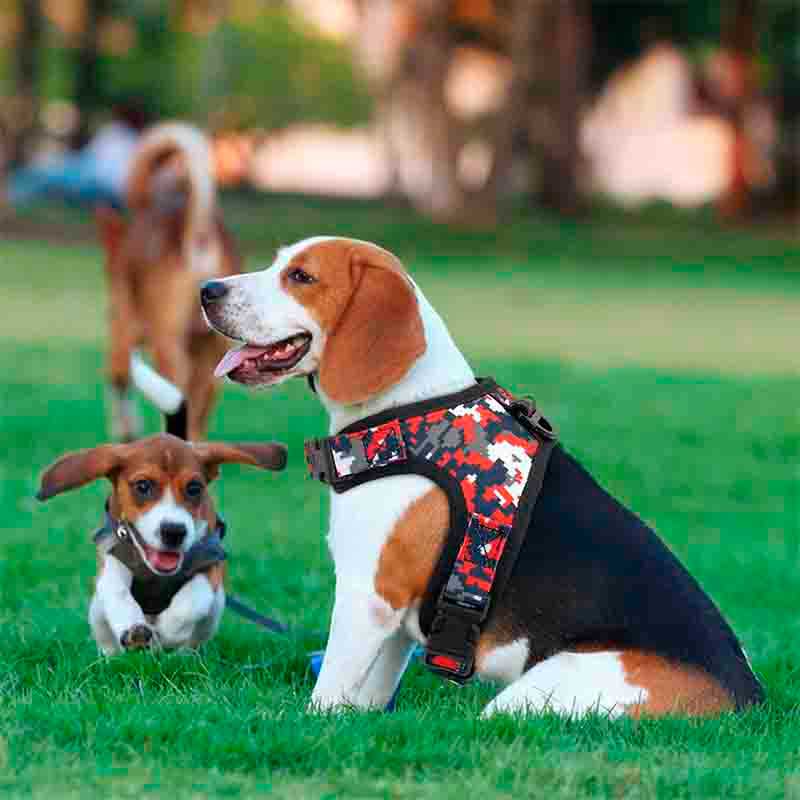 arnes-tetri-3 arnes tetri 3