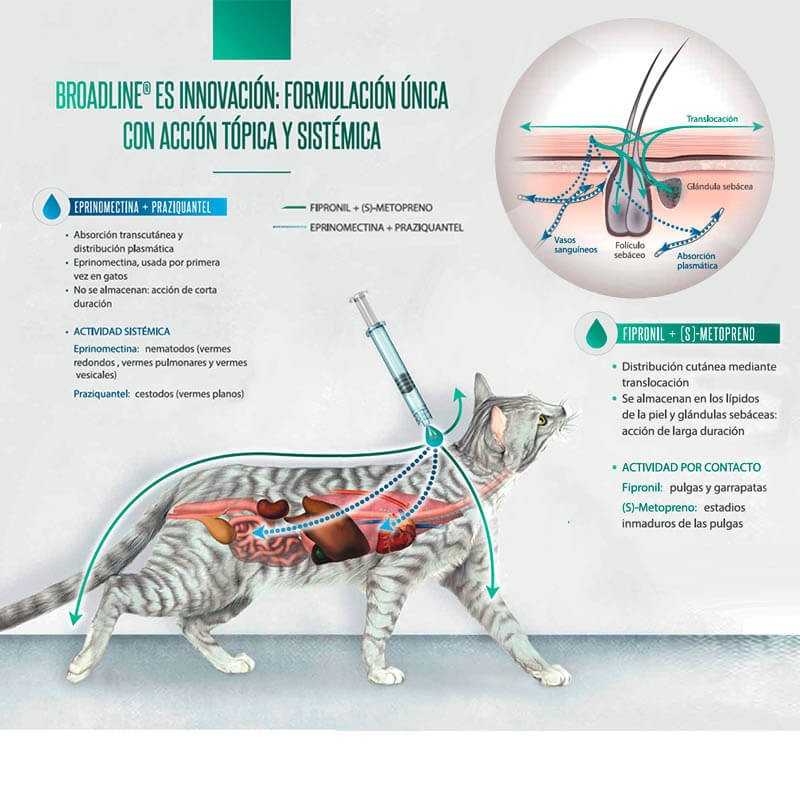 broadline-gatos-3-1.jpg broadline gatos 3 1