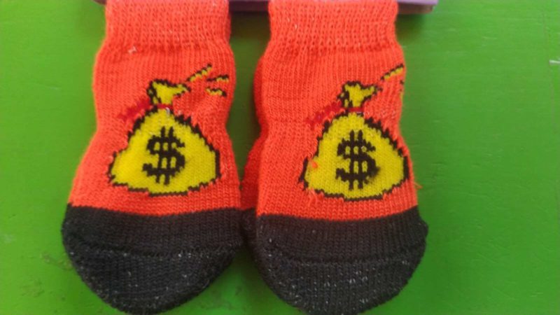 cacetin-de-perro-22-1-1.jpg cacetin de perro 22 1 1