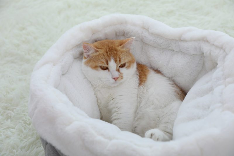 cama-escondite-3-2.jpg cama escondite 3 2