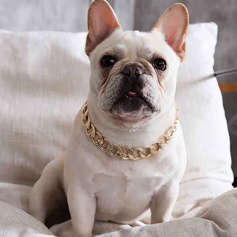 collar-mascota-dorado-5-1.jpg collar mascota dorado 5 1