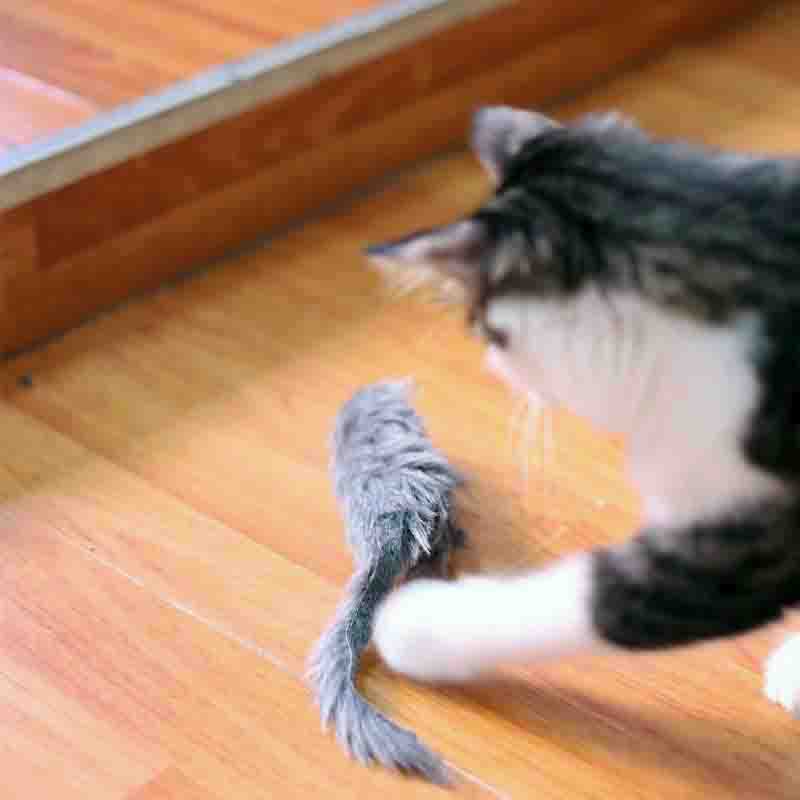 raton-29cm-4-1.jpg raton 29cm 4 1