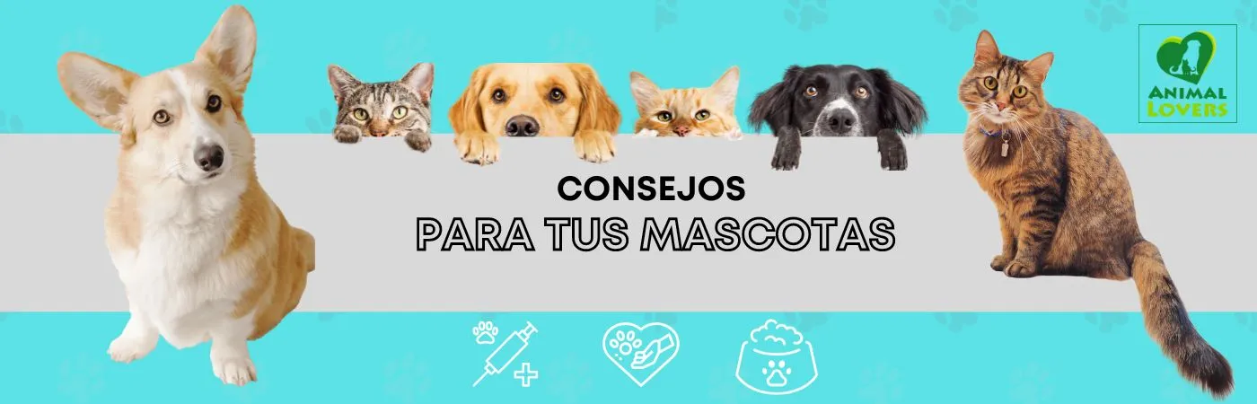 Consejos para Mascotas 1 consejos home