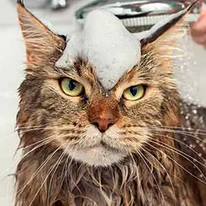 higuiene gato 1