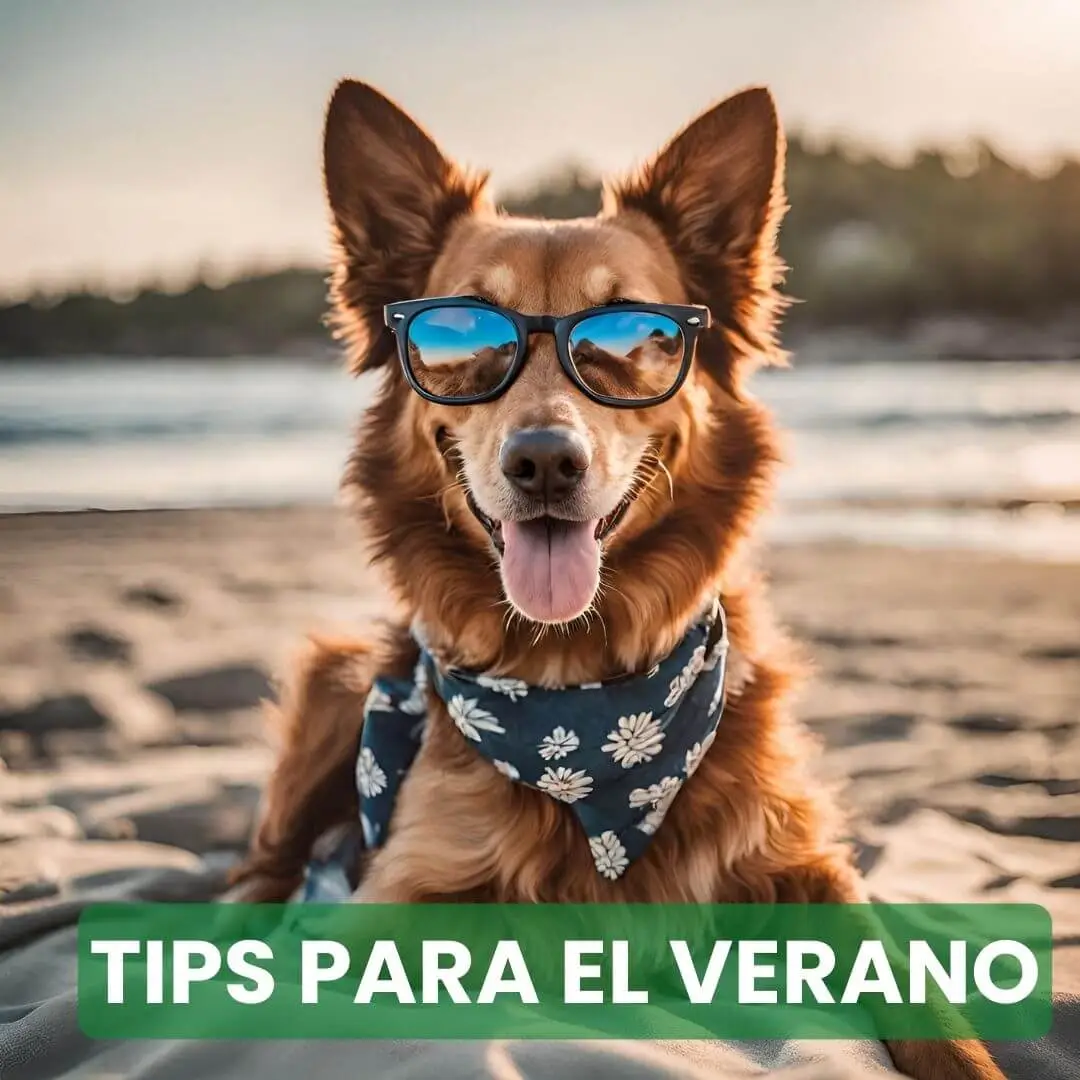 Perro sonriente con gafas de sol y bandana en la playa con texto 'CONSEJOS Y TIPS PARA FIN DE AÑO'