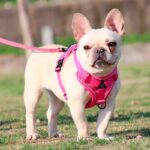 Pechera Perro Talla M es la opción para brindar a tu perro una experiencia de paseo excepcionalmente segura y cómoda. Este producto ha sido cuidadosamente diseñado con una serie de características técnicas para brindar el más alto nivel de satisfacción tanto para ti como para tu mascota.