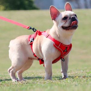 Arnés y Correa para Perro Talla L está pensado para brindar a tu perro una experiencia de paseo excepcionalmente segura y cómoda. Este conjunto ha sido cuidadosamente diseñado con una serie de características técnicas para brindar el más alto nivel de satisfacción tanto para ti como para tu mascota.