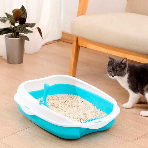 caja Arena Gatos bierta 7 16