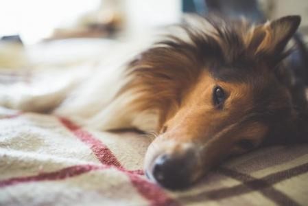 Consejos para Mascotas 3 perro gripe 2