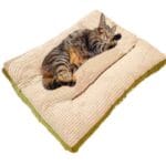 Cama gato Colchon