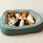 Cama Nido para Perros de Lujo1