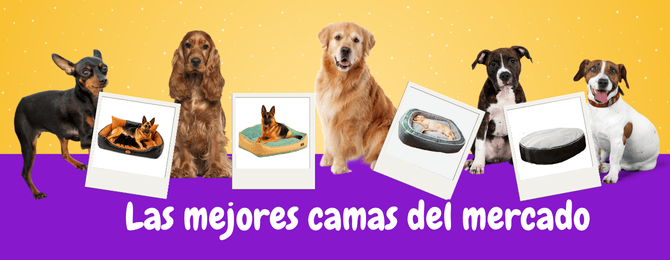Copia de banner juguete perro 400 x 400 px 670 x 260 px 1